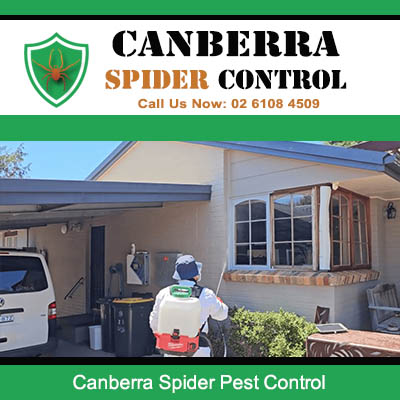Professional spider control service treating home in Canberra ACT